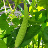 Armenian Cucumber (Cucumis melo var. flexuosus) seeds