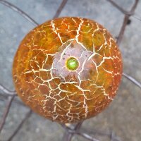 Netted Cucumber Brown Russian (Cucumis sativus) seeds