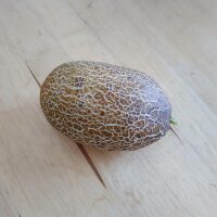 Netted Cucumber Brown Russian (Cucumis sativus) seeds