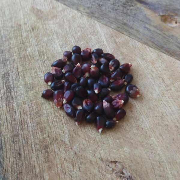 Black Popcorn Maize Dakota Black (Zea mays) seeds