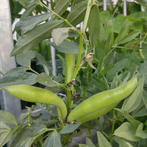 Broad Bean Extra precoce a grano violetto (Vicia faba) seeds