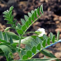 Chickpea (Cicer arietinum) seeds