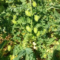 Chickpea (Cicer arietinum) seeds