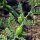 Chickpea (Cicer arietinum) seeds