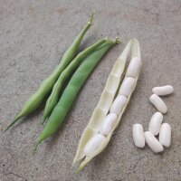 Cannellini Beans (Phaseolus vulgaris) seeds