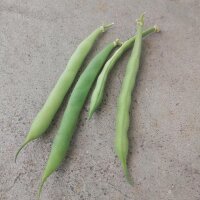 Cannellini Beans (Phaseolus vulgaris) seeds