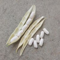 Cannellini Beans (Phaseolus vulgaris) seeds