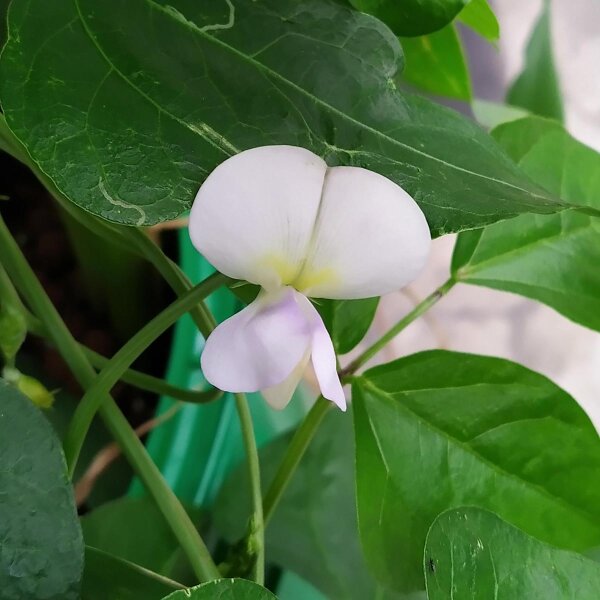 Black-Eyed Pea (Vigna unguiculata) seeds