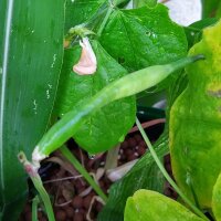 Black-Eyed Pea (Vigna unguiculata) seeds