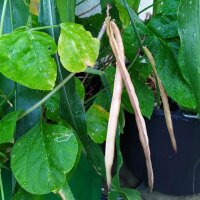 Black-Eyed Pea (Vigna unguiculata) seeds