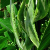 Lima Bean (Phaseolus lunatus) seeds