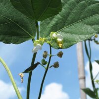 Lima Bean (Phaseolus lunatus) seeds