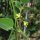 Lima Bean (Phaseolus lunatus) seeds