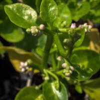 Pui Malabar Spinach (Basella alba) seeds