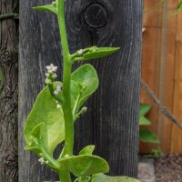 Pui Malabar Spinach (Basella alba) seeds