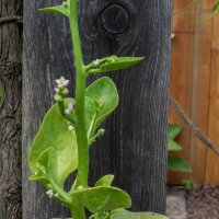 Pui Malabar Spinach (Basella alba)