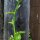 Pui Malabar Spinach (Basella alba) seeds
