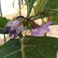 Nakati / Ethiopian Eggplant (Solanum aethiopicum) seeds