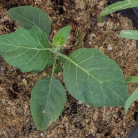 Nakati / Ethiopian Eggplant (Solanum aethiopicum) seeds
