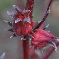 Roselle (Hibiscus sabdariffa) seeds