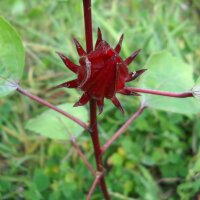 Roselle (Hibiscus sabdariffa) seeds