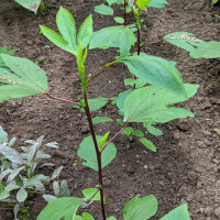 Roselle (Hibiscus sabdariffa) seeds