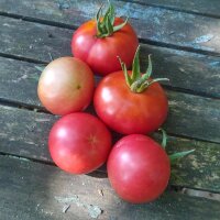 Tomato Rose de Berne (Solanum lycopersicum) Organic