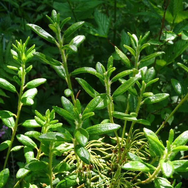 Bog Myrtle (Myrica gale) seeds