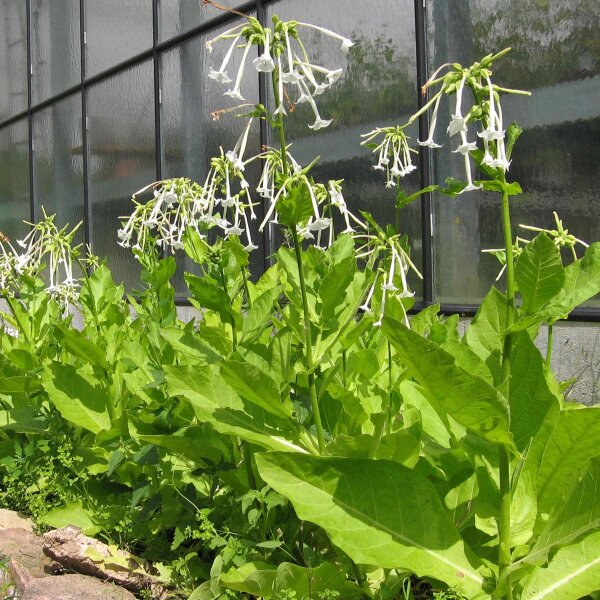 Woodland Tobacco (Nicotiana sylvestris) seeds