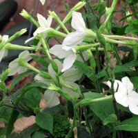 Woodland Tobacco (Nicotiana sylvestris) seeds