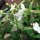 Woodland Tobacco (Nicotiana sylvestris) seeds