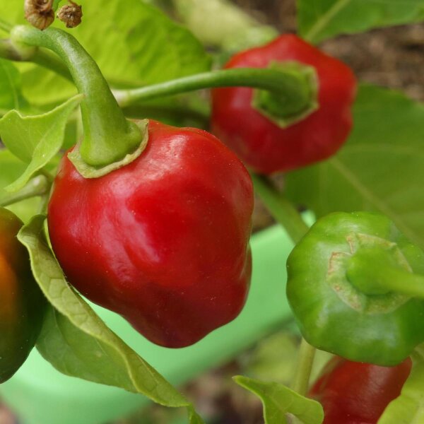 Chili Pepper Scotch Bonnet (Capsicum chinense) seeds