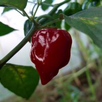 Chili Pepper Chocolate Scotch Bonnet (Capsicum chinense)...