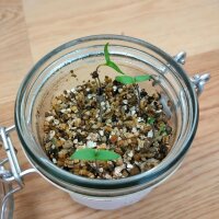 Chili Pepper  Habanero Dulce (Capsicum chinense) seeds