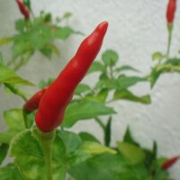 Chili Pepper Piri Piri (Capsicum annuum) seeds