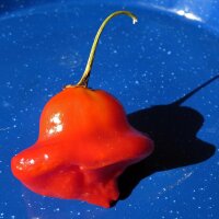 Bell-Shaped Chilli Pepper Jamaican Bell (Capsicum...