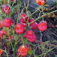 Bell-Shaped Chilli Pepper Jamaican Bell (Capsicum baccatum) seeds