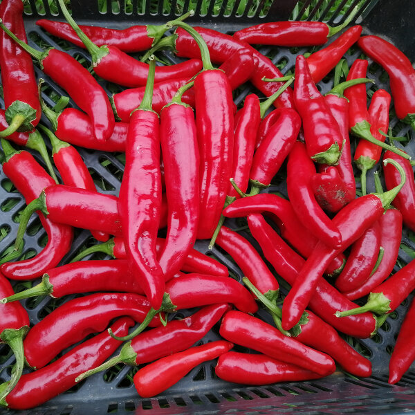 Guajillo Chilli Pepper (Capsicum annuum) seeds