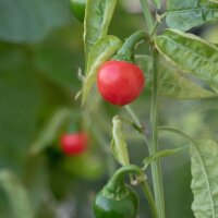 Mexican Chili Cascabel (Capsicum annuum) seeds