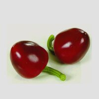 Mexican Chili Cascabel (Capsicum annuum) seeds