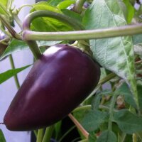 Chili Pepper Czech Black (Capsicum annuum) seeds