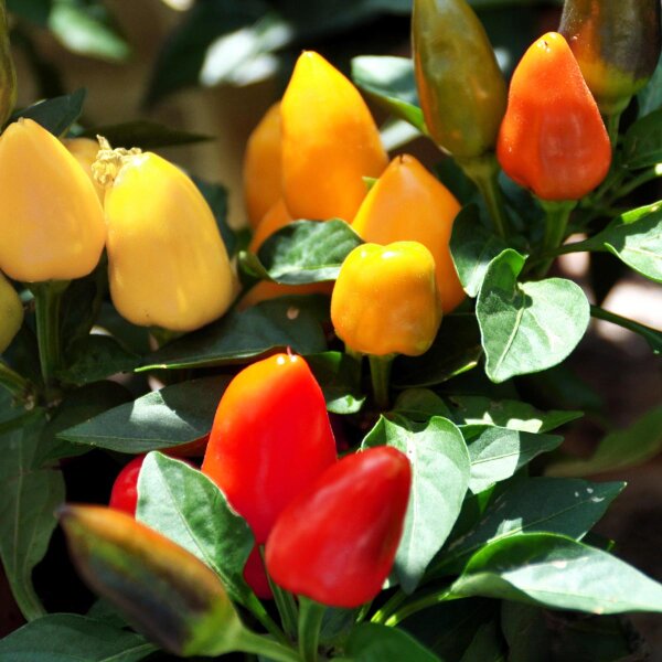 Chili Pepper Korean Hot (Capsicum annuum) seeds