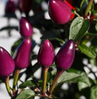 Chili Pepper Peruvian Purple (Capsicum frutescens) seeds