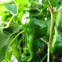 Chili Pepper Monkeyface (Capsicum annuum) seeds