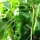 Chili Pepper Monkeyface (Capsicum annuum) seeds