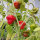 Chili Pepper Mini Bonnet Red (Capsicum annuum) seeds