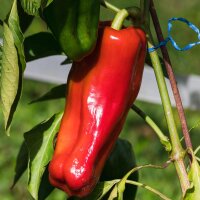 Greek Sweet Red Pepper (Capsicum annuum) seeds