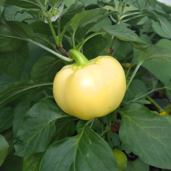 Chili Pepper White Fire (Capsicum annuum) seeds