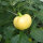 Chili Pepper White Fire (Capsicum annuum) seeds