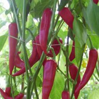 Chili Pepper Colorado Picante (Capsicum annuum) seeds